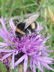 Bombus
