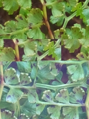 Odontosoria aculeata