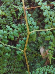 Odontosoria aculeata