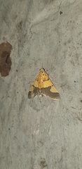Endocrossis