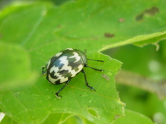 Leptinotarsa lacerata