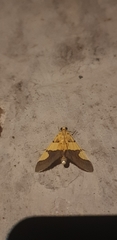 Endocrossis