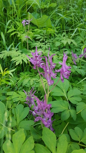 Corydalis gigantea iNat (1)