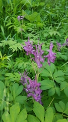 Corydalis gigantea