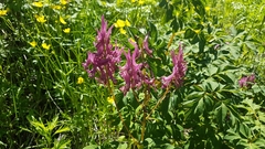 Corydalis gigantea