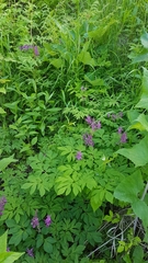 Corydalis gigantea