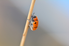 Tituboea sexmaculata