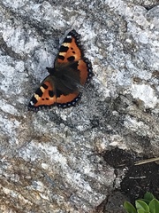 Aglais urticae