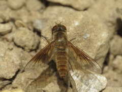 Plesiocera algira