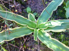 Cyanella