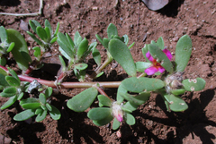 Portulaca amilis image