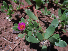 Portulaca amilis image