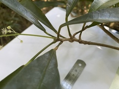 Codiaeum variegatum moluccanum