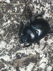 Anoplotrupes stercorosus