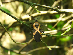 Sephina vinula