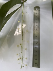 Codiaeum variegatum moluccanum