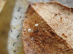 Psilachnum cassandrae