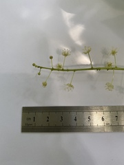 Codiaeum variegatum moluccanum