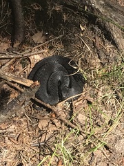 Vipera berus