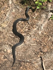 Vipera berus