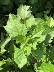 Alkekengi officinarum