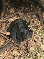 Vipera berus
