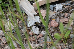 Laphria posticata