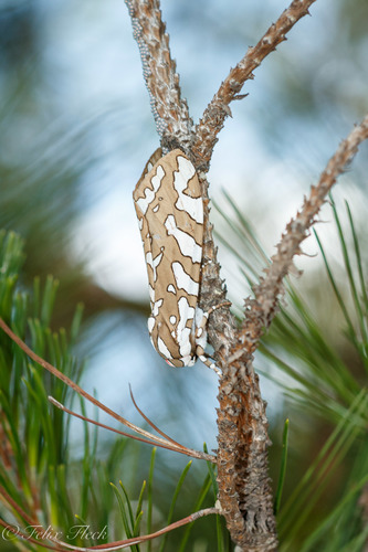 Arachnis dilecta
