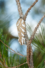 Arachnis dilecta