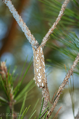Arachnis dilecta