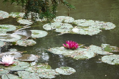 Nymphaea rubra