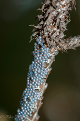 Arachnis dilecta