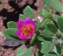 Portulaca amilis image