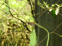 Sephina vinula