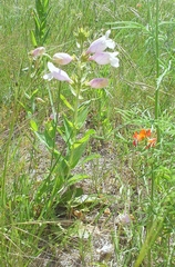 Penstemon cobaea