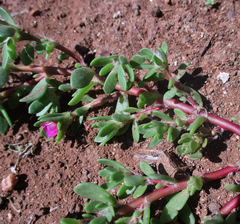 Portulaca amilis image