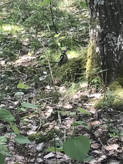 Dendrocopos major