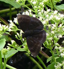 Aethilla echina coracina