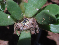 Portulaca amilis image