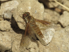Plesiocera algira