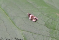 Pseudosciaphila duplex