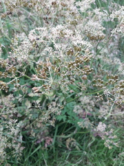 Anthriscus sylvestris