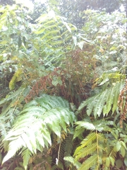 Cyathea horrida