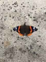 Vanessa atalanta