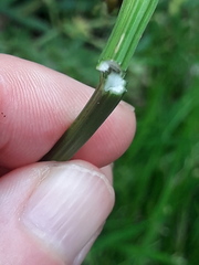 Anthriscus sylvestris