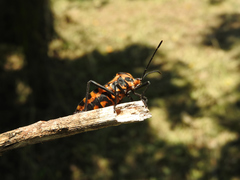 Sephina vinula