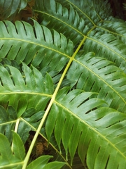 Cyathea horrida