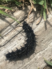 Aglais io