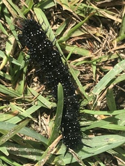 Aglais io