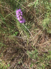 Liatris punctata mucronata